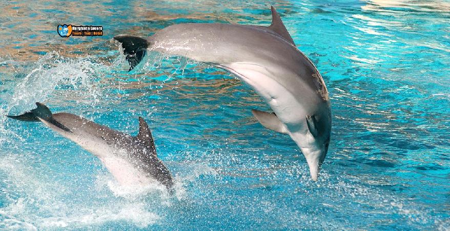 dolphin-show-hurghada-trip-booking-cheap-dolphin-world-hurghada-prices-tour